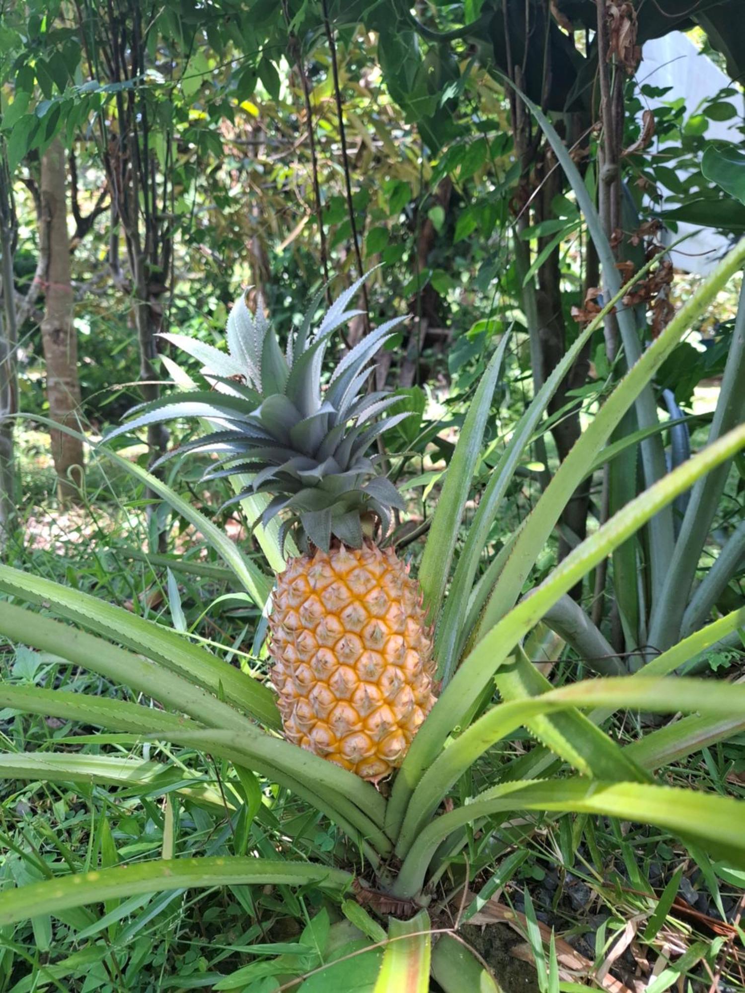 Resort Bang Po Garden